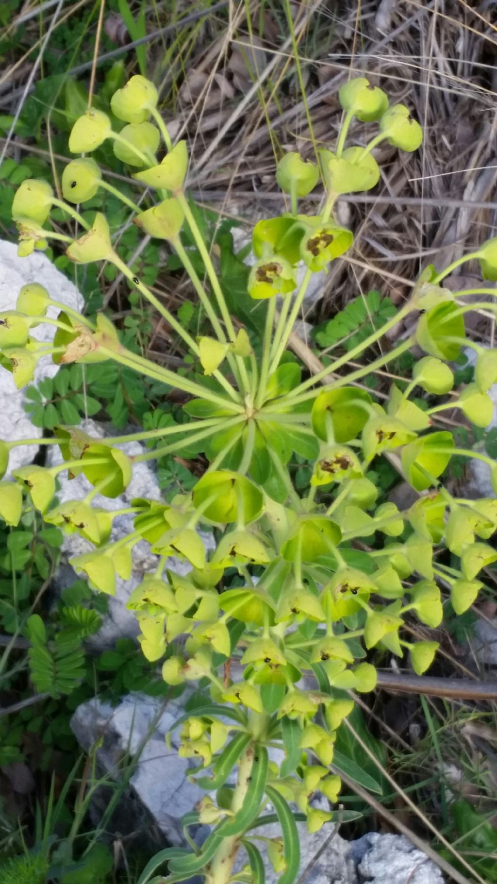 Euphorbia characias L.  (Euphorbiaceae)